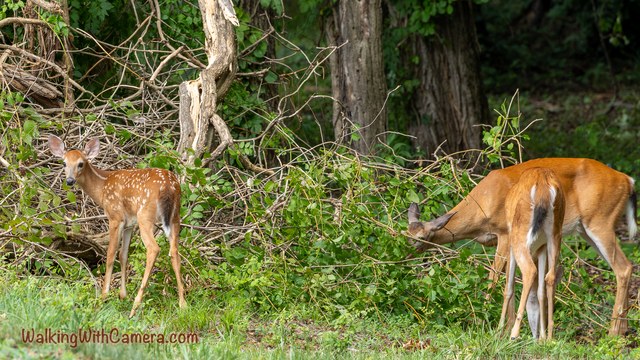 A deer and a spotted fawn stand beside leafy woodland. The larger deer lowers its head toward the greenery while the fawn stands upright nearby.