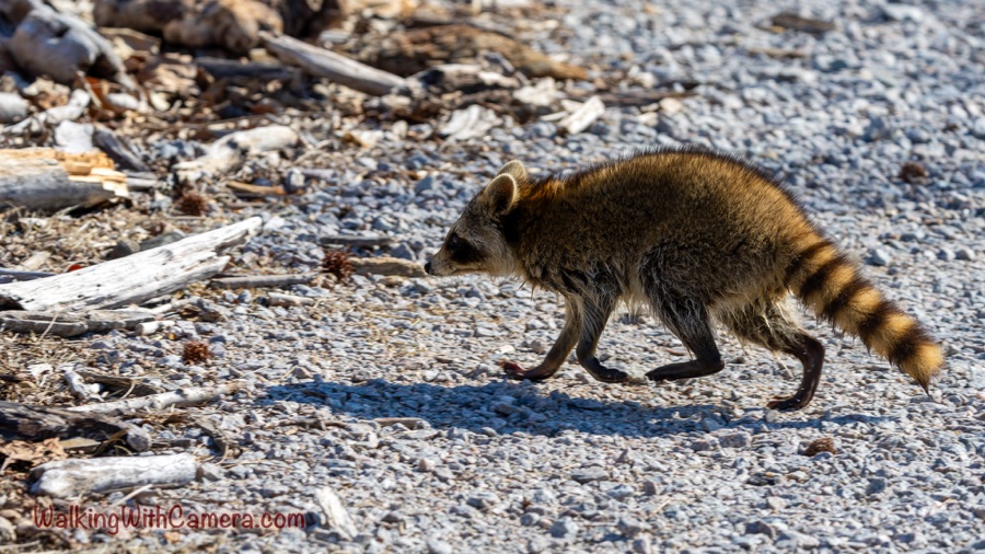 A raccoon with a bushy, ringed tail walks across a pebbly shore scattered with driftwood.
