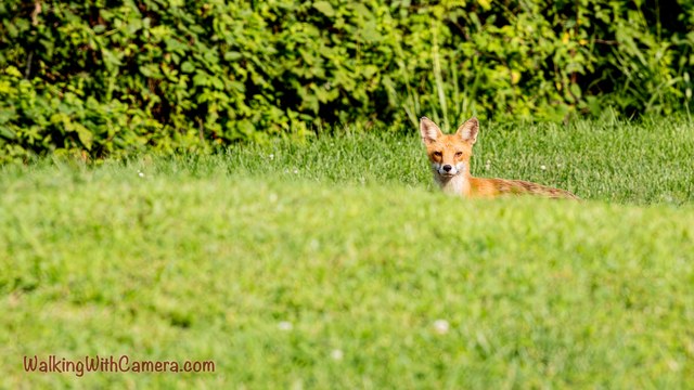 A red fox looks toward the camera from a thick patch of grass. Its upright ears, pale chin, and reddish coat rise just above the green foreground.
