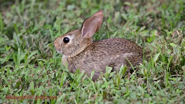 A rabbit sits low in short grass with one tall ear clearly outlined. Its dark eye and fine brown fur stand out against the green ground.