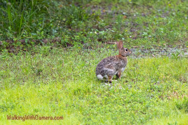 A rabbit sits upright in short grass with its pale tail visible.