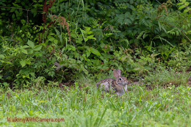 A rabbit sits low in the grass beside dense green shrubs.