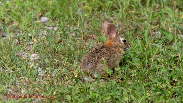 A rabbit sits in short grass with one upright ear clearly visible.