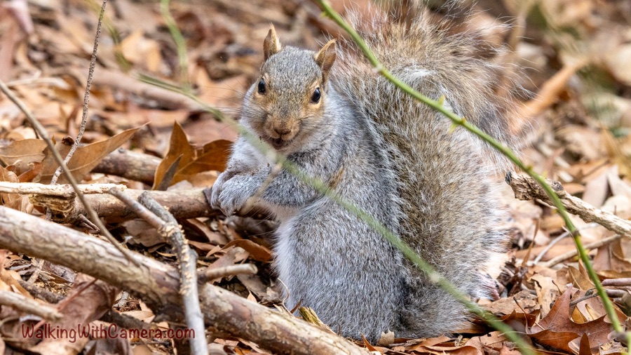 A gray squirrel sits among fallen leaves and branches, looking toward the camera with its bushy tail curved behind it.