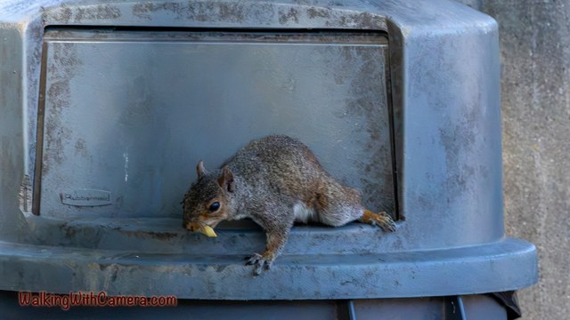 A gray squirrel crouches on the front of a trash container with food near its mouth.