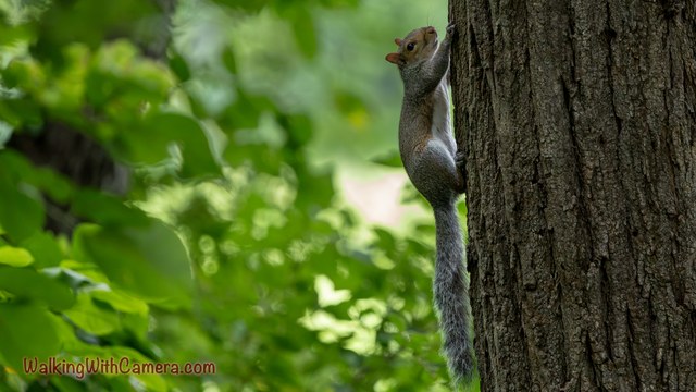 A squirrel clings vertically to a tree trunk with its head tilted upward.