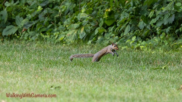 A squirrel stretches forward above the grass, with its tail extended behind it.