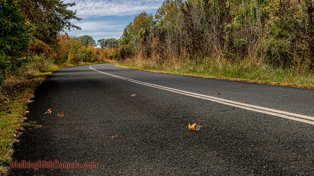 A fallen yellow leaf lies on a paved road between trees showing autumn color.