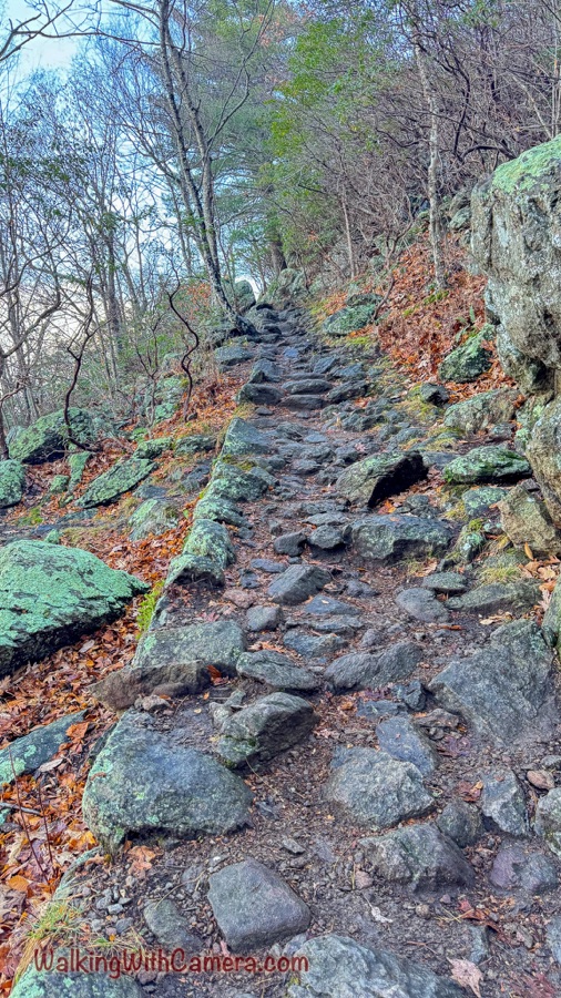 An uneven stone trail climbs through a woodland of bare branches and green foliage, bordered by rocks, lichen and fallen leaves.