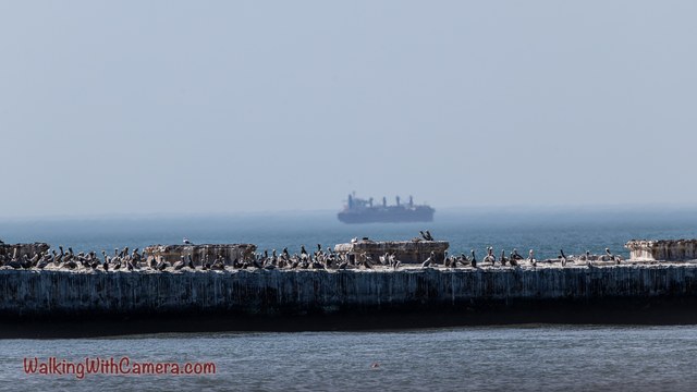 Many birds gather along a low structure at the water's edge. A large ship sits farther away in the hazy background beyond the crowded foreground.