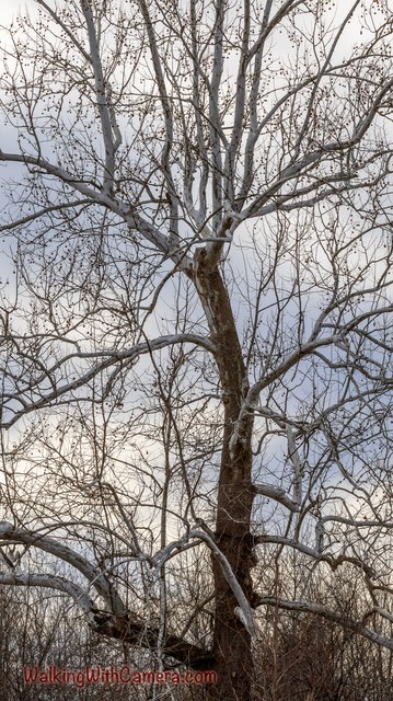 A tall bare tree branches upward against a softly clouded sky.
