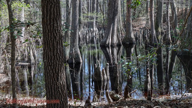 Tree trunks and their broad bases rise from still water, with reflections below.