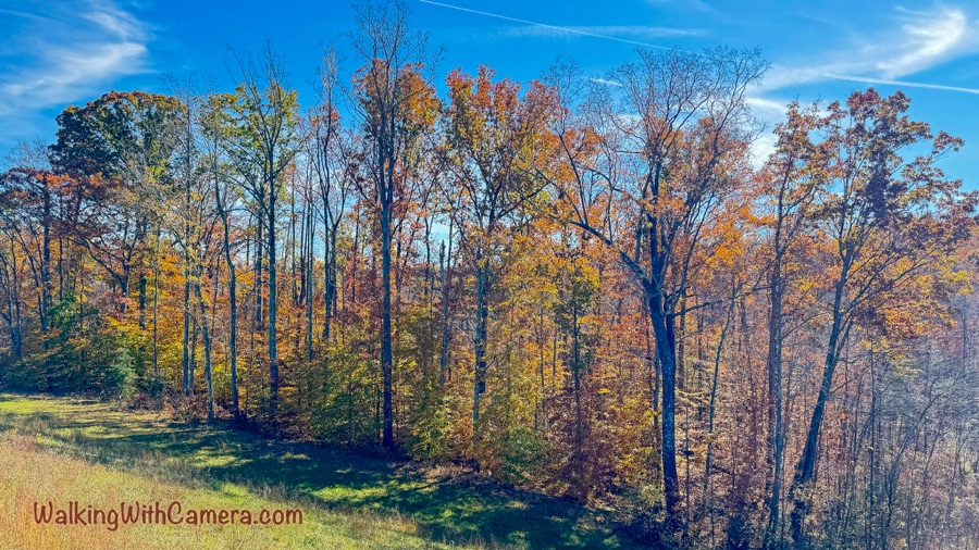 Autumn trees beside a sunlit grassy woodland edge.