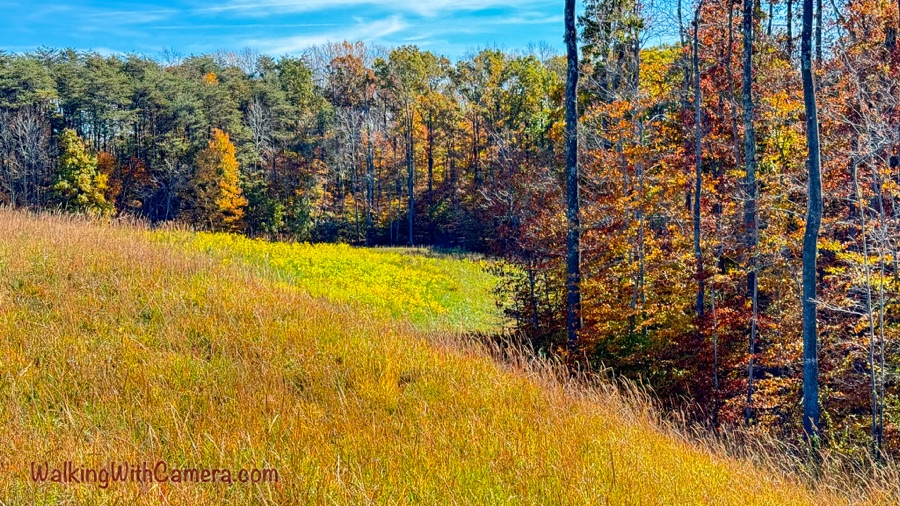 Golden grass bordered by autumn-colored trees under blue sky.