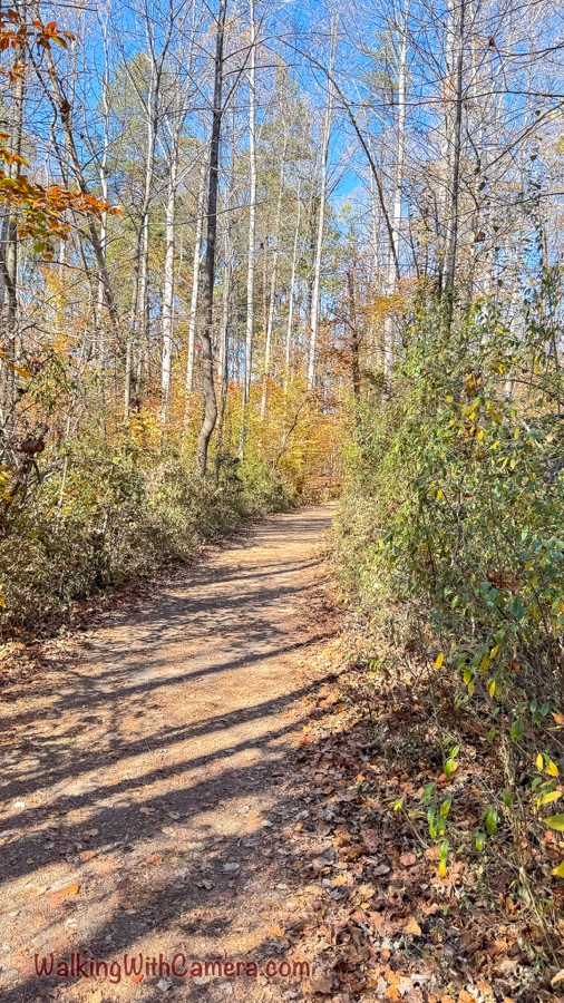 A leaf-strewn path winding among tall autumn trees.