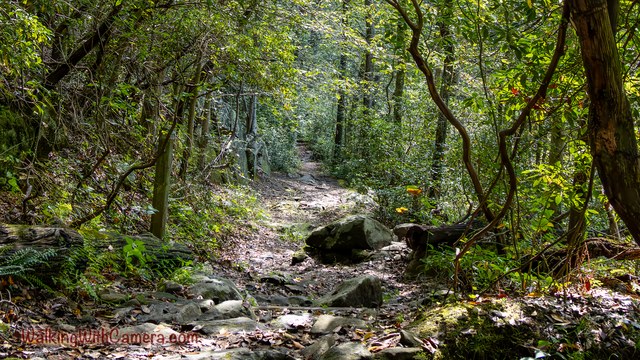 Water runs between rocks and fallen branches in a shaded green woodland.