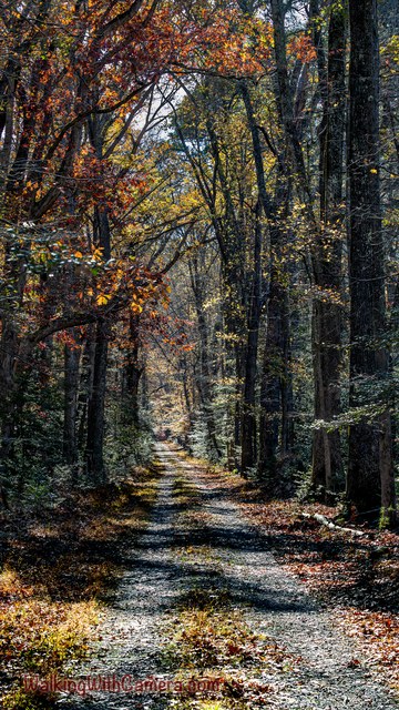 A narrow path runs between tall trees with autumn leaves overhead. Fallen leaves scatter across the ground, and light reaches the trail farther ahead.