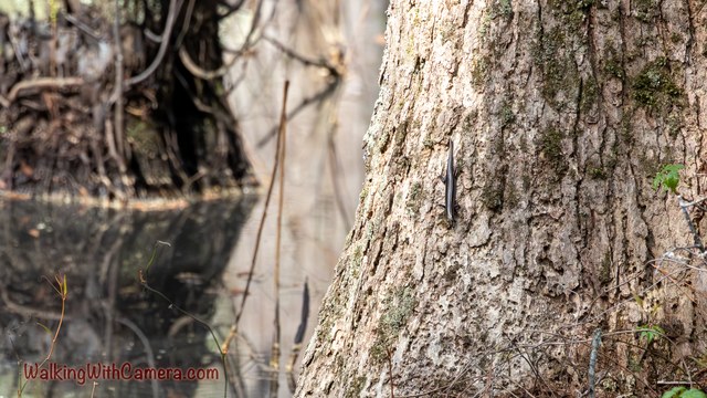 Textured tree bark stands beside dark, still water and reflected branches.