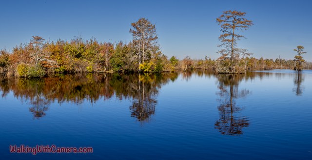 Tall trees stand along calm water beneath a blue sky. Autumn foliage and upright trunks are mirrored in the water across the wide frame.