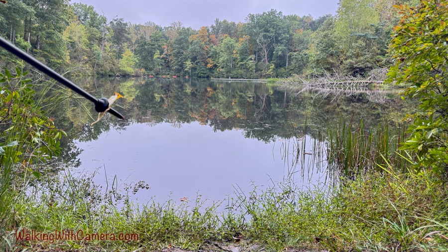 A still pond reflects a wooded autumn shoreline, with grasses and reeds in the foreground and a dark diagonal pole crossing the left side.