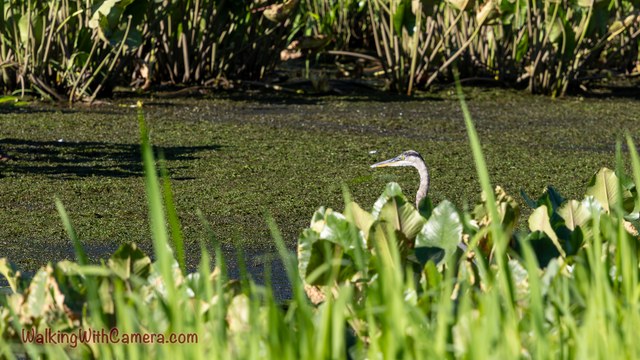 A pale, long-necked heron stands partly hidden behind marsh plants.
