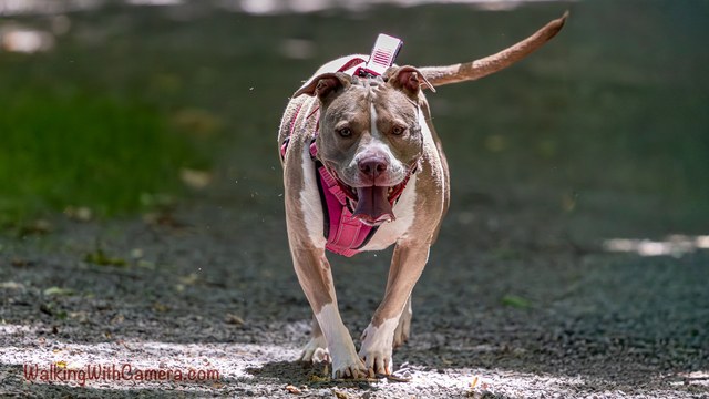 A dog in a bright pink harness approaches along a shaded path. One front paw is lifted, its mouth is open, and its tail reaches across the background.