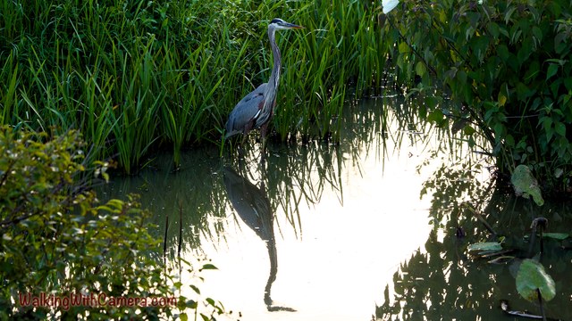 A Great Blue Heron stands at a narrow opening between tall waterside plants. Its long neck and body are reflected in a bright patch of water.