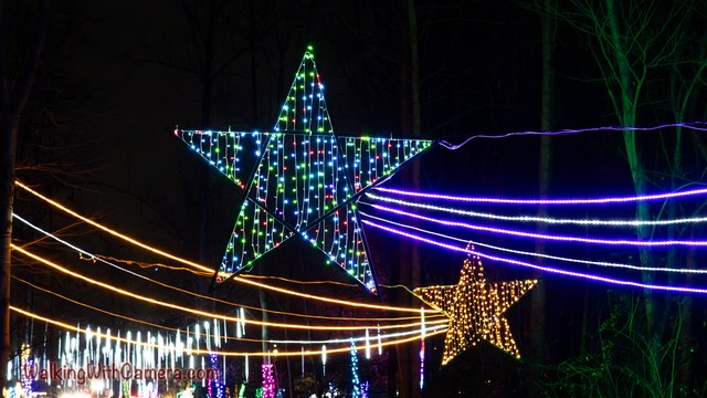 A multicolored illuminated star rises over long strands of purple and golden lights. Bare trees frame the display against the dark background.