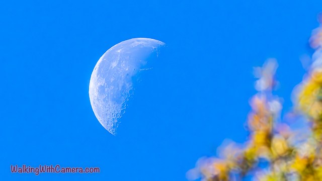 A partly illuminated moon hangs in a bright blue sky. Soft yellow-green leaves frame one edge of the image without hiding the visible lunar detail.