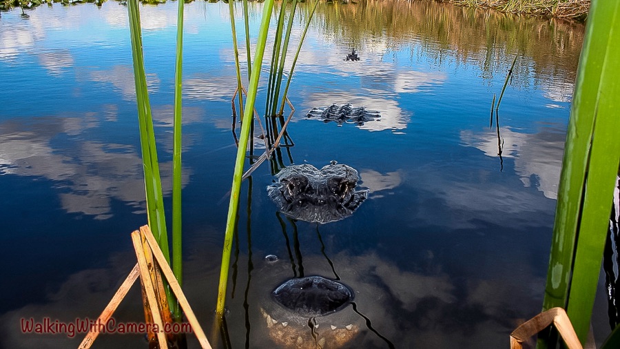 An alligator’s eyes and snout emerge from reflective blue water between green reeds.