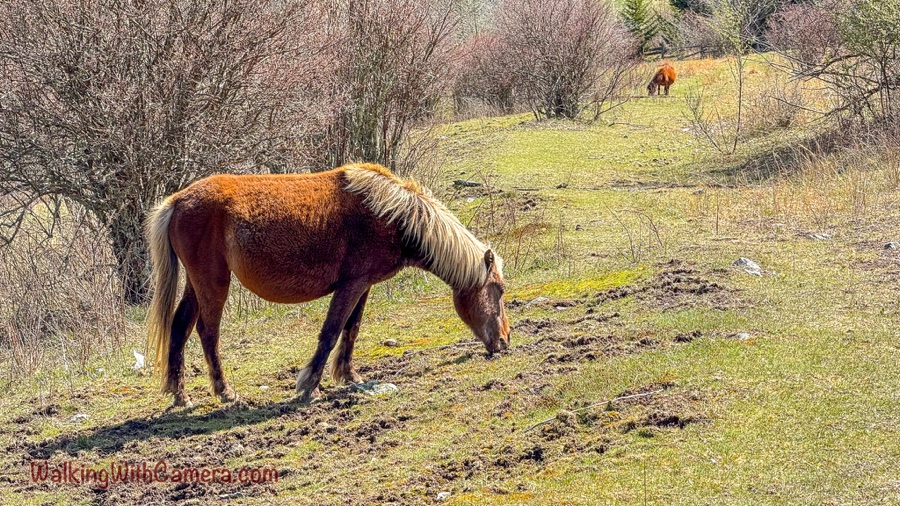 A chestnut pony with a pale mane grazes in a grassy opening, while a second pony grazes farther away among leafless shrubs.