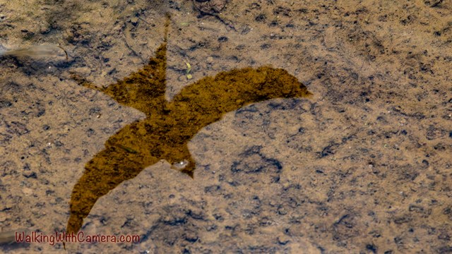 A dark bird-shaped silhouette with spread wings appears over a mottled brown surface. The image emphasizes the wing shape and the textured background.