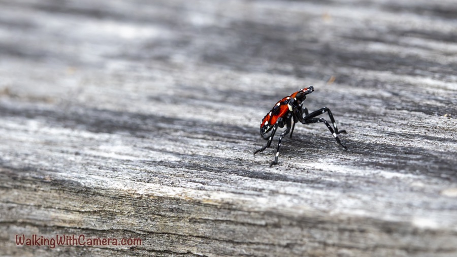 Red, black, and white spotted lanternfly nymph on weathered wood, with its body raised above long, angular black legs.