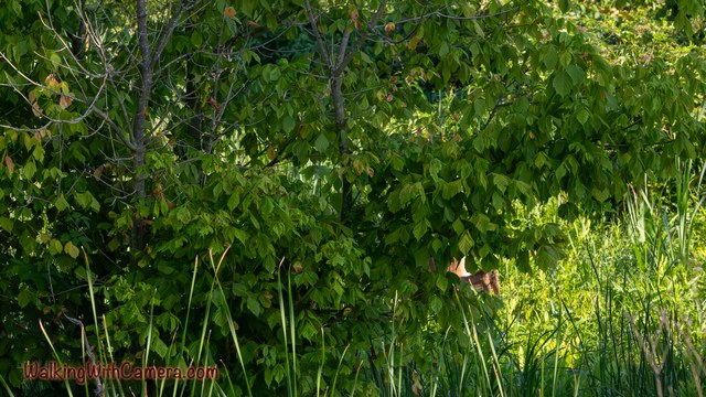 A partly hidden bird peers out between green leaves beside tall marsh grass.