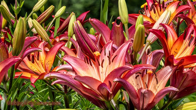 Red and yellow lilies fill the frame among upright green buds. Open petals, dark spots, and long stamens create several layers of detail.