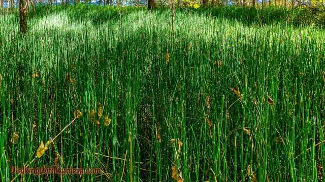 A dense stand of thin green reeds catches patches of light.