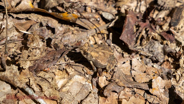 A mottled brown toad blends into a ground covering of dry leaves and twigs.