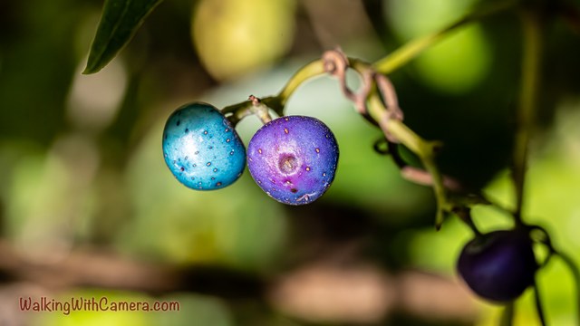 A blue berry and a purple berry hang side by side on a thin stem. Small dark marks dot their surfaces, with another darker berry blurred below.