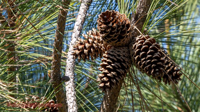 Several brown pine cones cluster among long green needles.