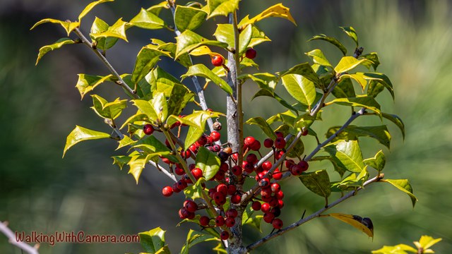 Clusters of red berries hang among yellow-green leaves. Sunlight catches their rounded surfaces against a darker blurred background.