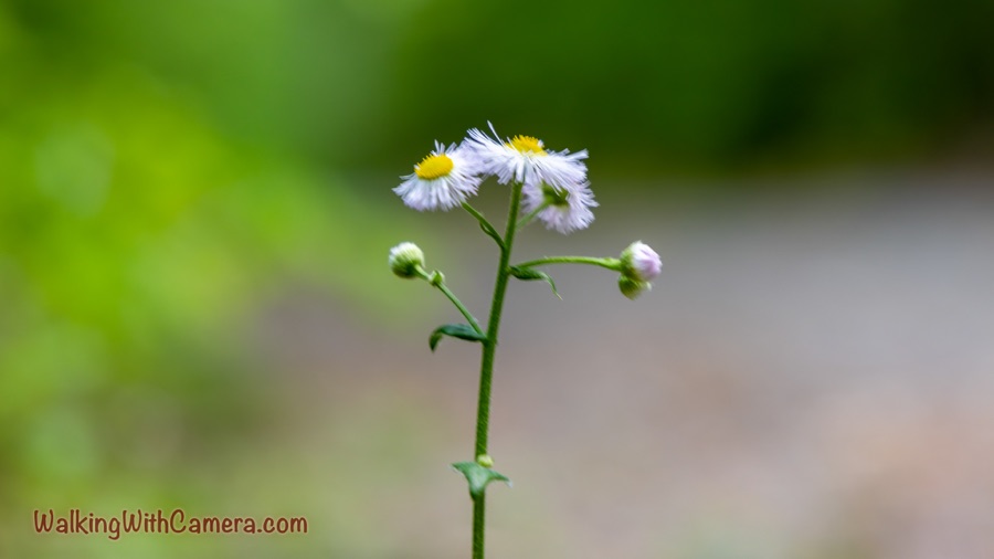 A slender green stem holds several small white flowers with yellow centers and a few unopened buds, isolated against a blurred green and gray background.