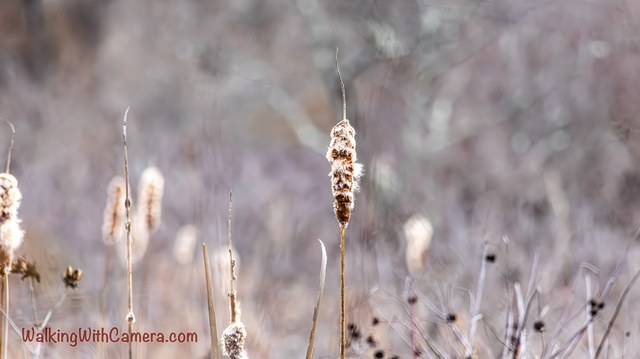 Pale cattail seed heads stand against a softly blurred background.
