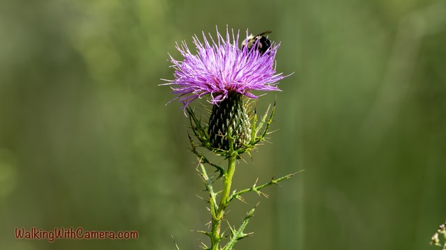 A bee rests on a purple flower with fine petals above a spiny green base. The narrow stem rises against a soft, open background.