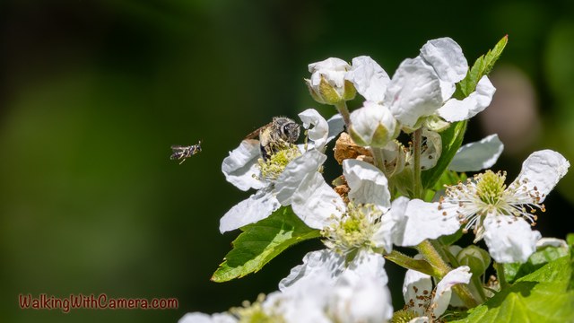 Small insects gather around white flowers with yellow centers. One insect is in the air beside the blossoms, while another sits among the petals.
