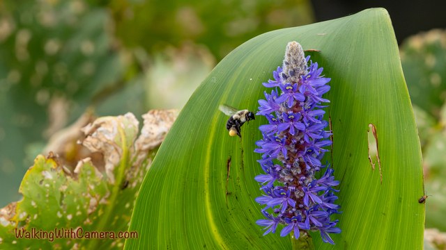 A bee hovers beside a tall cluster of purple flowers. The bloom stands in front of a broad green leaf, with small floral details visible along the stalk.