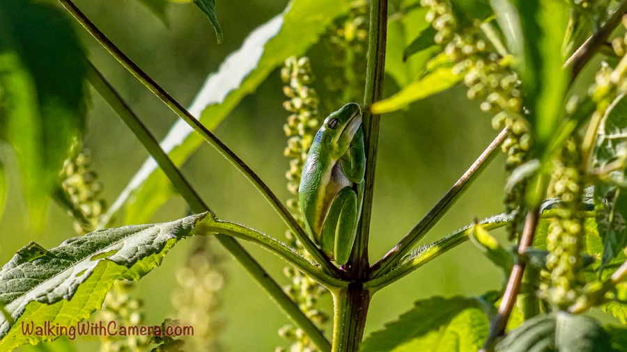 A green frog clings vertically to a plant stem amid sunlit leaves and tangled foliage.