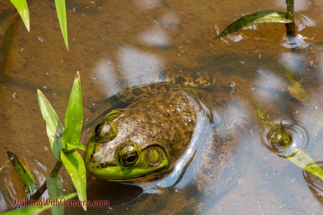 A frog's eyes and head rise above shallow brown water beside green leaves.