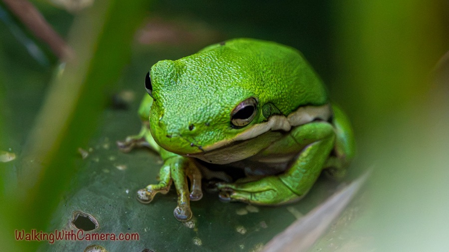 A green frog faces slightly left on a dark leaf with holes, its broad face, pale mouth stripe, folded legs, and rounded toe pads visible between blurred foreground leaves.