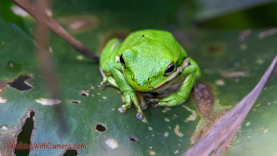 A green frog faces the camera from a leaf dotted with holes and brown patches, showing both dark eyes, a pale mouth stripe, folded limbs, and rounded toe pads among blurred crossing stems.