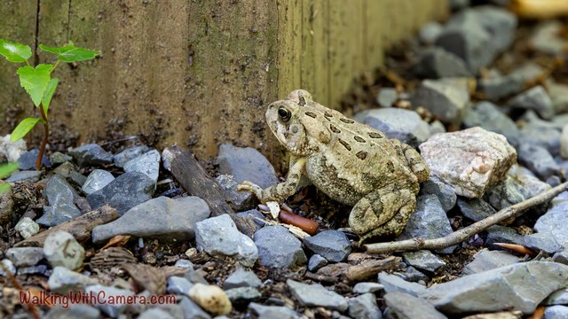 A mottled toad sits on gravel beside a vertical wooden surface. Rounded markings cover its back, and a thin stick lies across the foreground.